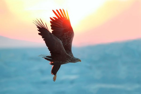 無人機將帶領程序員進入一個新開發(fā)者時代